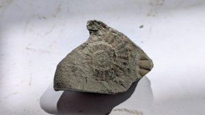Ammonite