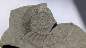 Ammonite