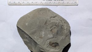 Ammonite - Measurement ~2.5 cm
