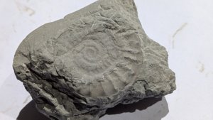 Ammonite