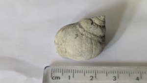 Gastropod - Measurement ~2cm