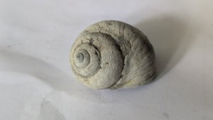 Gastropod