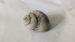 Gastropod