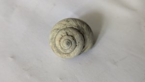 Gastropod