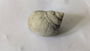 Gastropod