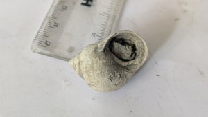 Gastropod - the opening is visible