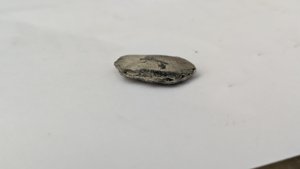 Nummulite - side view