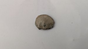 Nummulite