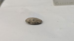 Nummulite - Side view. The cross-section at the fracture reveals the inner structure