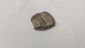Nummulite
