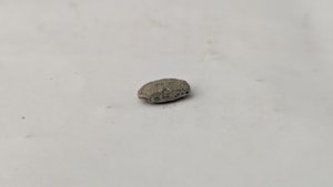 Nummulite - Side view. The cross-section at the fracture reveals the inner structure