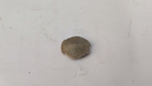 Nummulite