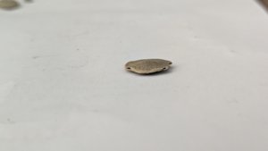 Nummulite