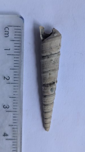 Turritella - Measurement 3-4cm