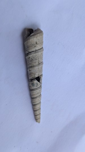 Turritella