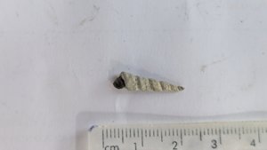 Turritella - Measurement ~2cm