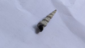 Turritella