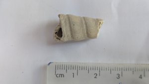 Turritella, fragment - Measurement ~2cm