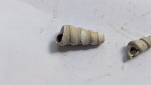 Turritellid, fragment
