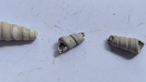 Turritellid, fragment