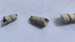 Turritellid, fragment
