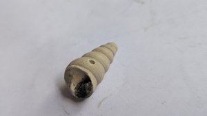 Turritellid - The fossil shell has been filled with sediment that has now hardened