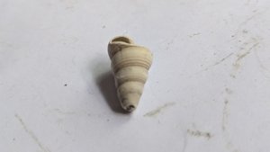 Turritellid