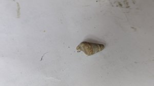 Turritellid