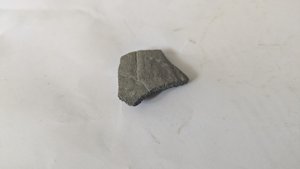Turtle shell fragment