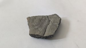 Turtle shell fragment - The bone structure is somewhat visible on the side