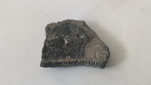 Turtle shell fragment