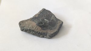 Turtle shell fragment