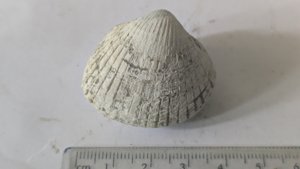 Carditid - Measurement ~3.5cm