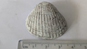 Carditid - Measurement ~3.5cm