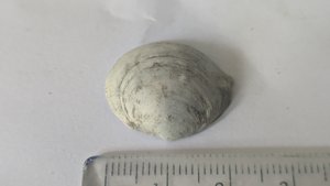 Venerid(?) - Measurement ~2cm