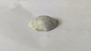 Venerid(?)
