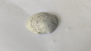 Venerid(?)