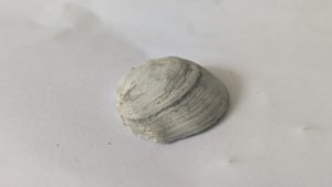 Venerid(?)