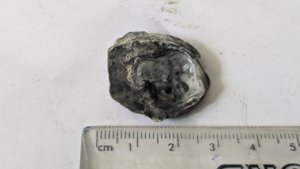 Oyster(?) - Measurement ~2-2.5cm