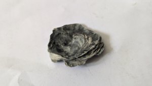 Oyster(?)
