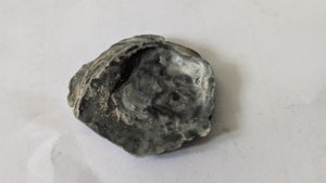 Oyster(?)