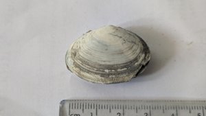Costacallista suberycinoides - Measurement ~3cm
