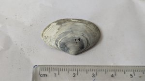 Costacallista suberycinoides - Measurement ~3cm