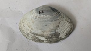 Costacallista suberycinoides