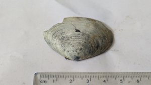 Costacallista suberycinoides - Measurement ~4.5cm