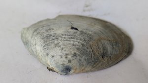 Costacallista suberycinoides