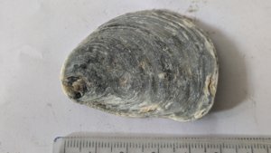 Oyster - Measurement ~5cm