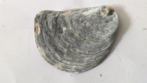 Oyster
