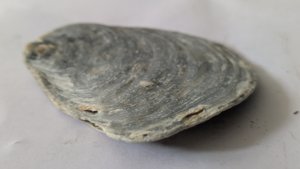 Oyster