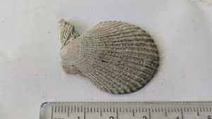 Pectinid - Measurement ~3cm